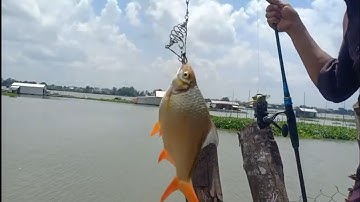 Câu cá Mè Vinh cá Dảnh sông Tiền trúng ổ