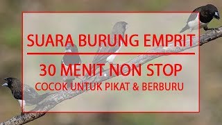 DownloadMASTER SUARA BURUNG EMPRIT - COCOK UNTUK PIKAT DAN BERBURU - DURASI 30 MENIT MP3 MP4 MASTER SUARA BURUNG EMPRIT - COCOK UNTUK PIKAT DAN BERBURU - DURASI 30 MENIT