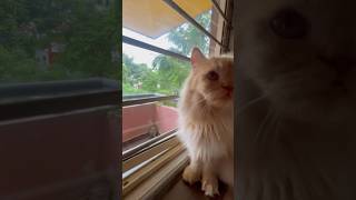 #BungleKePiche #FunnyCat #CatChor #PetComedy #CatVideo #ViralCat #ChatoriCat