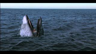 Girl Gets Swallowed By Whale! - Viewer Discretion -