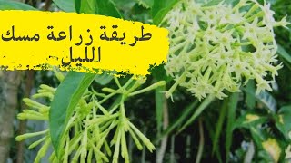 كيفية إكثار نبات مسك الليل او نبات الكولونيا في المنزل