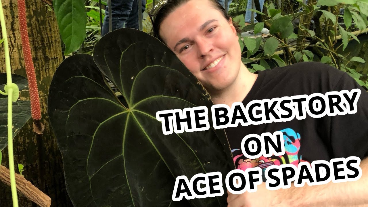 The Complex History of Anthurium Ace of Spades - YouTube