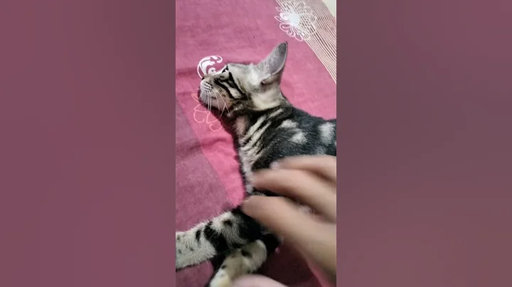 Video 11640161: bengalcat bengals cat kitten, catlover bengals bengalcat, bengals bengalcat cute