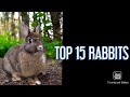 Top 15 rabbits in tamil by pets island