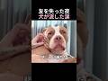 友を失った夜犬が流した涙