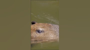 Capybara bơi dưới nươc #capybara #chuotlang