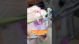 #ветеринар #животные #зоопсихолог