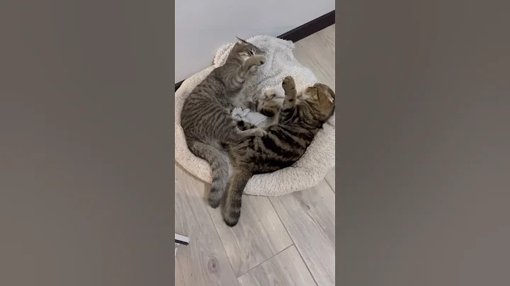 Video 4833281: scottish fold cat talking, funny scottish fold cat, talking cats fighting funny