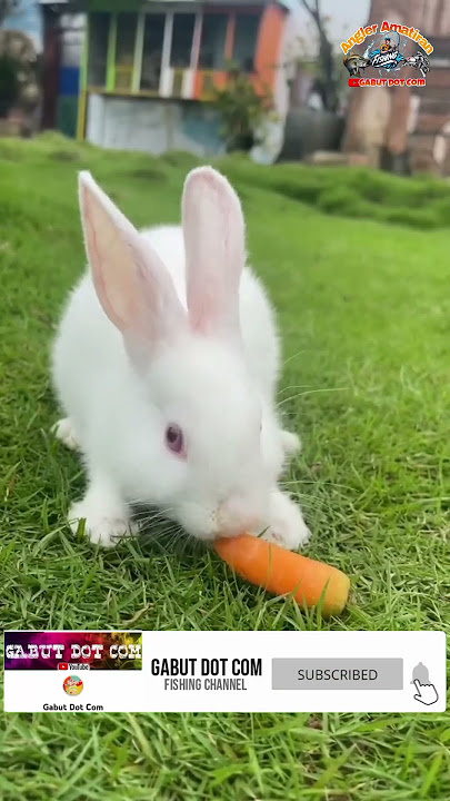 KELINCI Lucu Makan WORTEL #kelinci #rabbit #shortvideo
