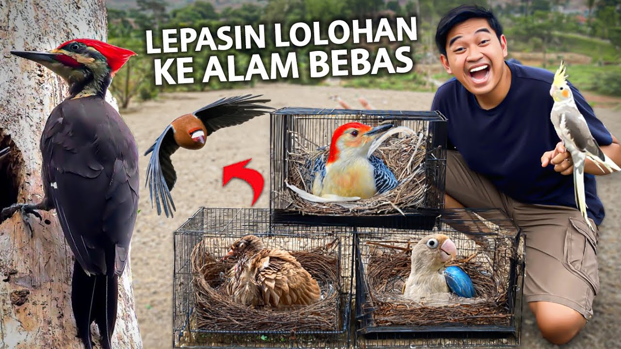 SEMUA LOLOHAN DILEPASIN KE ALAM BEBAS! KABUR NAIK KEATAS POHON!