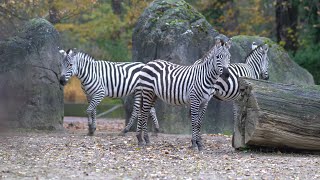 Zebra,Windy Day,Zoo Videos,Zoo Berlin,