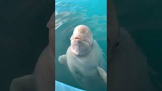 Дельфинарий белуха белый кит
