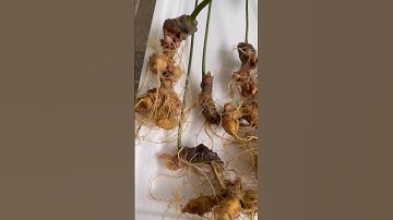 11 củ sâm ngâm gì cũng tốt chuẩn kon Tum giá yêu thương zalo 0377965679 e Nguyệt nhé