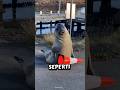 Anjing Laut Raksasa yang Disayang Satu Kota di Australia ini ( Neil)#faktamenarik #anjinglaut #neil