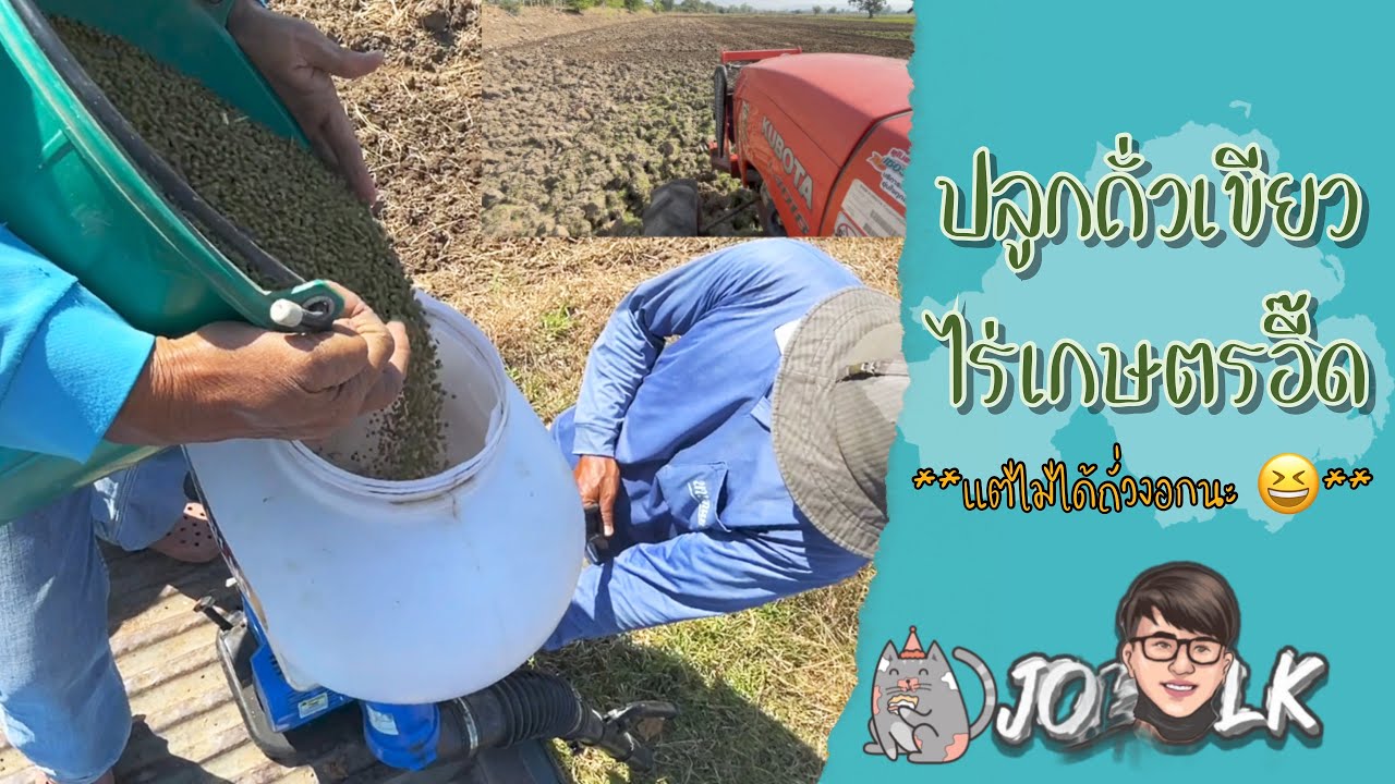 หว่านถั่วเขียว ถั่วมัน ไร่เกษตรอี๊ด  