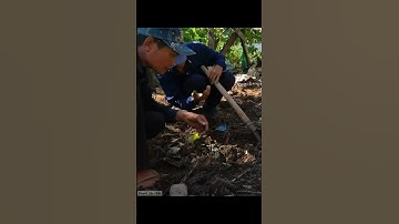 Bắt Con Rắn Cụ Lột Da Sống Lâu Năm Dưới Nền Nhà