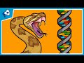 Part 2 how does new genetic information evolve gene duplications