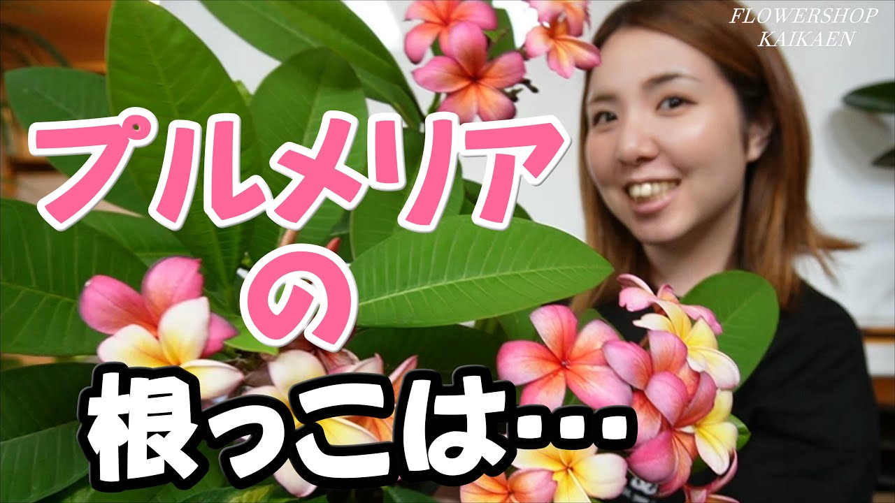 プルメリア　根っこがない？　肥料は後から　リキダス　ストレスブロック　根っこを大きくすることが大事　日光大好き　暖かい所で育てる　南国イメージ　トロピカル【おうちでガーデニング】開花園チャンネル