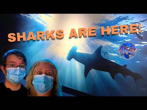Video: Lặn cùng Cá mập ở Las Vegas tại Thủy cung Shark Reef