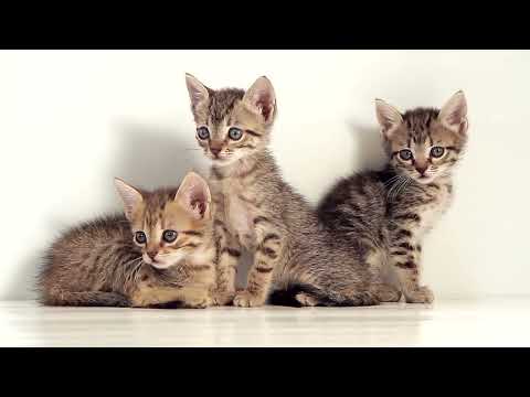 A herd of cats looking at moving objects