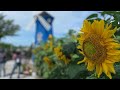 DarenYathran trip to Sunflower Garden Bagan Datoh Perak
