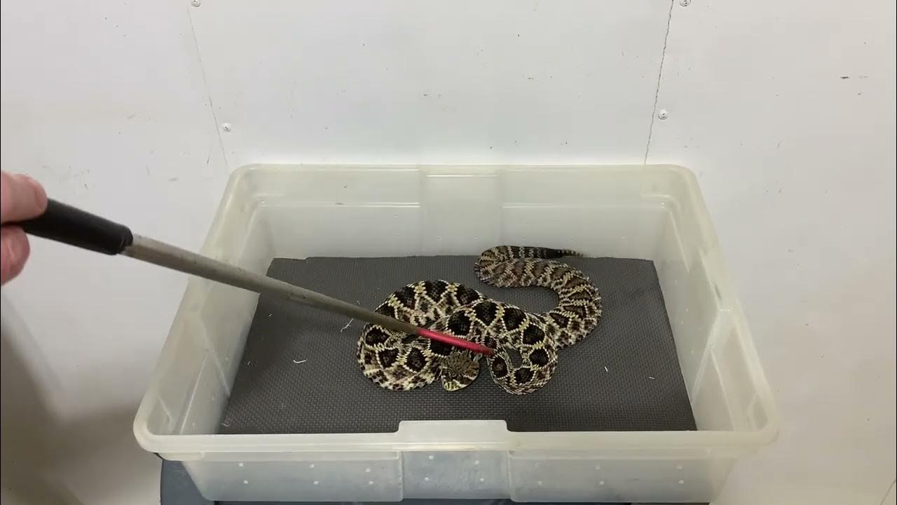 Eastern Diamondback Rattlesnake Venom Extraction YouTube