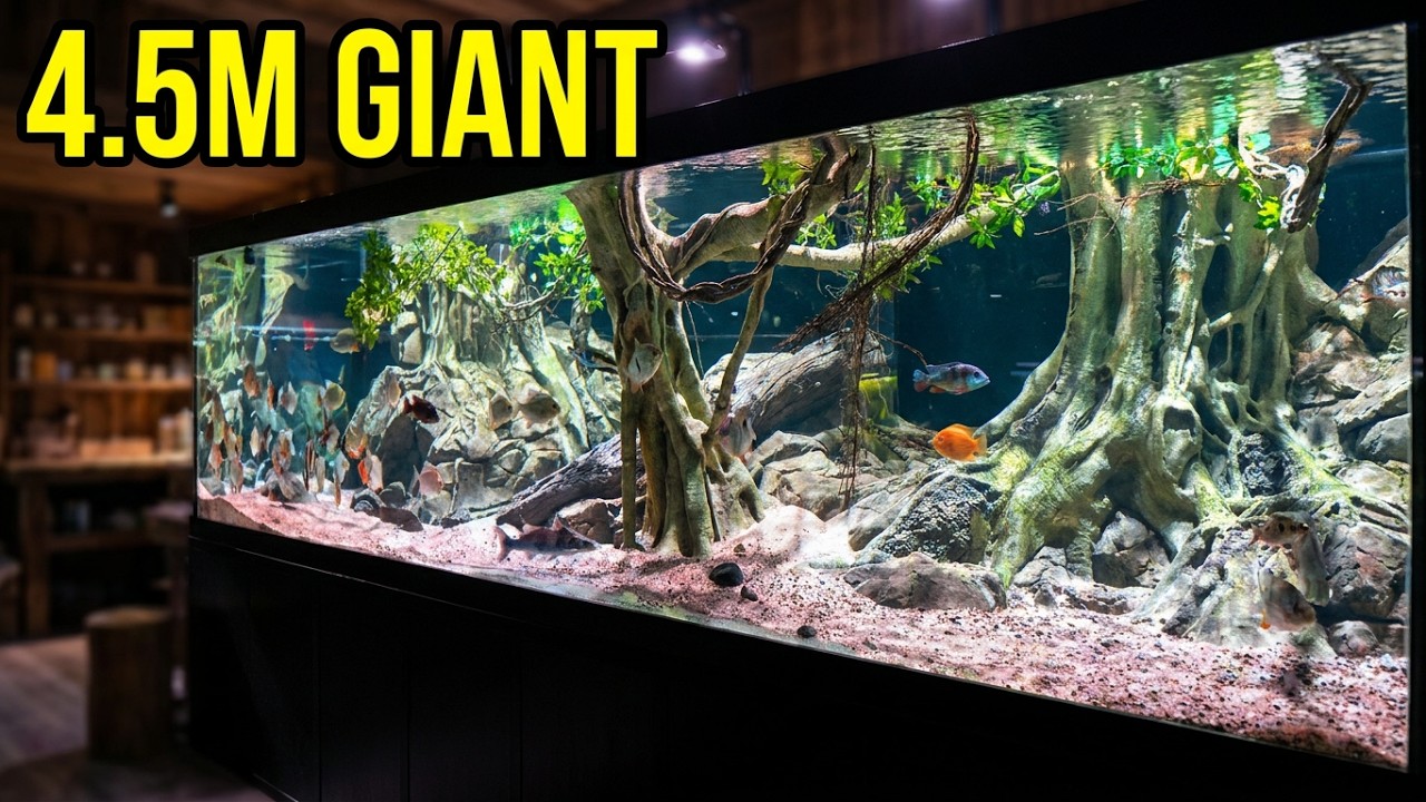Haven't filmed our massive 456x180x120cm South American tank in