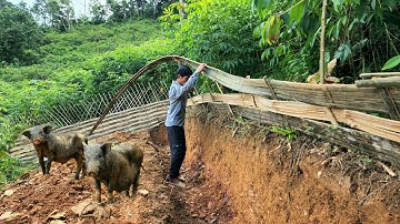 How To Make A Bamboo Fence - Protect Pigs and Chickens | Build Farm Life in Forest