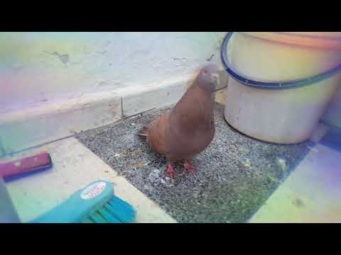 صوت هديل الحمام حقيقي