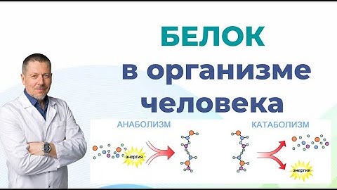 Белок в организме человека. Роль. Функции. Норма белка в питании.