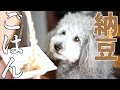 🐶【愛犬と料理】納豆かけご飯を一緒に作って食べる。【トイプードルのグリィ】