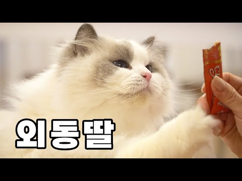 랙돌"한"스푼