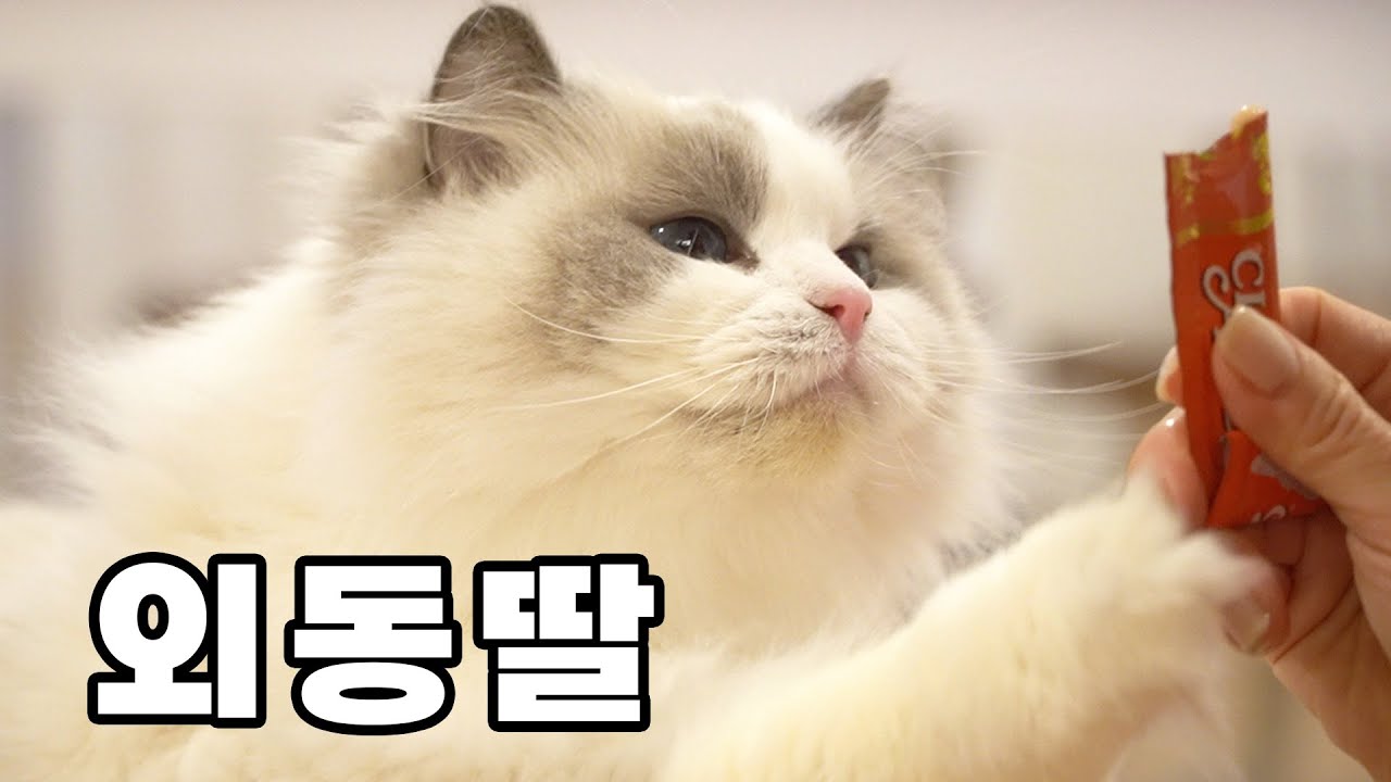 Манон, единственная дочь