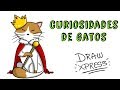 CURIOSIDADES SOBRE GATOS | Draw My Life Cosas de gatos