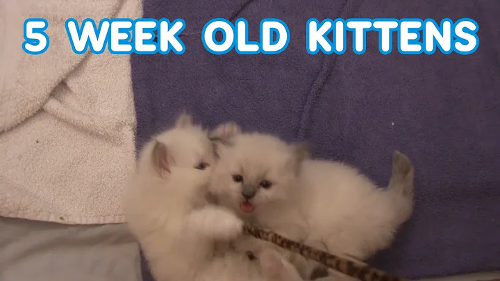 Watch the video about Adorable Newborn Ragdoll Kittens Playing at 5 weeks old /Animal Cuteness Overload