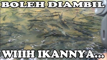 lubuk larangan tambangan di huni ribuan ikan jurung besar
