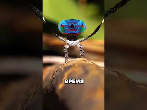 Безумный танцующий паук из Австралии! 🕷️🥳 #животные