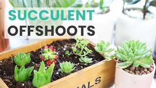 HOW TO GROW AND PROPAGATE SUCCULENT OFFSHOOTS | SUCCULENT PROPAGATION