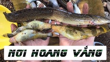 CÂU CÁ CHẠCH LẤU, NẤU LẨU Ở TRỊ AN, ĐỒNG NAI | loach fishing - Cooking in the Forest
