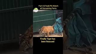 Part-4 ( Final) Tiger Rescue from Atkoniya Village, Pilibhit Tiger Reserve #viral #trending #shorts