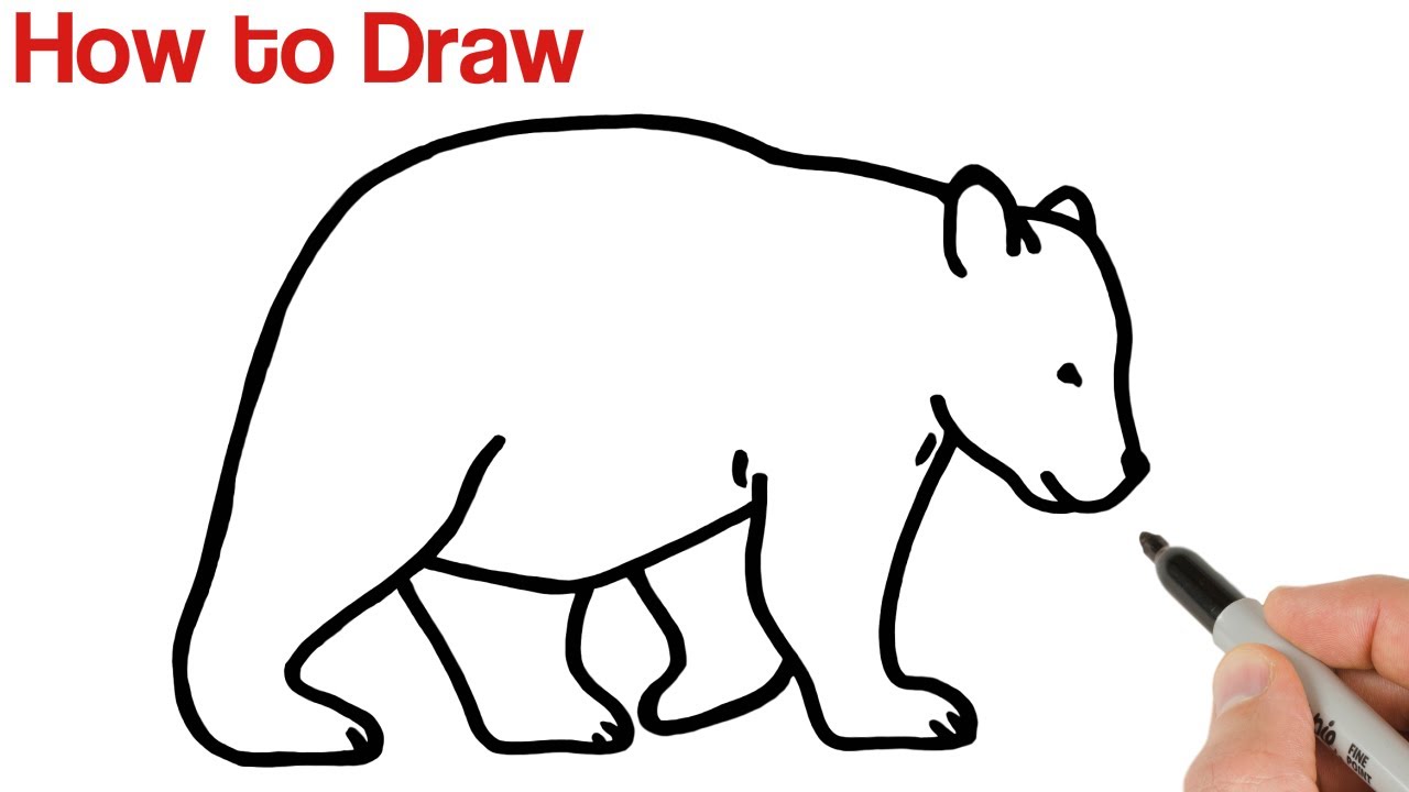 How to Draw a Bear Easy  Animals Drawings for Beginners 