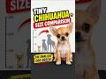 Tiny Chihuahua Size Comparison 🐶#shorts