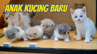 URA KEDATANGAN ANAK KUCING BARU