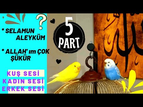 Konuşturan Muhabbet Kuşu Sesi (Part 5) 2 SAAT Dinlet Konuşsun... #muhabbetkuşusesi #muhabbetkususesi