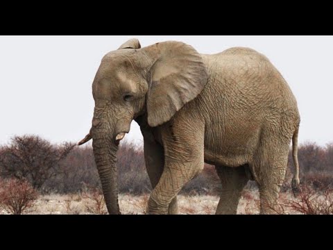 Видео: Как да хванем слон