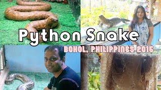 Bohol Huge Python Snakes 🐍😮❤️