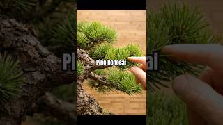 Stop Letting Your Pine Bonsai Grow Leggy