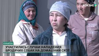 Участились случаи нападения бродячих собак на домашний скот