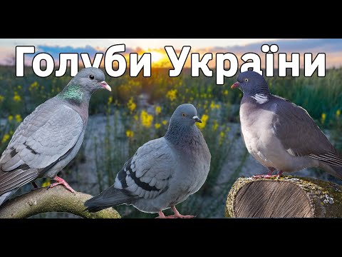 Голуби України 