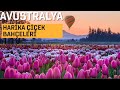AVUSTRALYA’DA  HARİKA ÇİÇEK BEHÇELERİ (doğa)